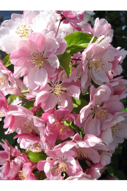 Malus Columnar Ostankino — насолода осінніх садів.
