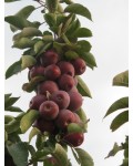Яблуня колоновидна Останкіно (осіння) | Яблоня колоновидная Останкино (осенняя) | Malus Cоlumnar Ostankino