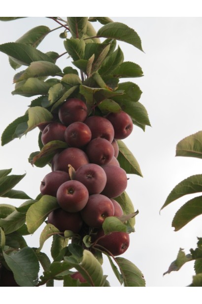 Malus Ostankino — осінній сорт із яскравими ароматними плодами.