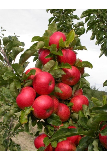 Яблуня Останкіно — компактний осінній сорт із великими плодами.