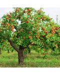 Яблуня домашня Лігол (зимова) | Яблоня домашняя Лигол (зимняя) | Malus domestica Ligol