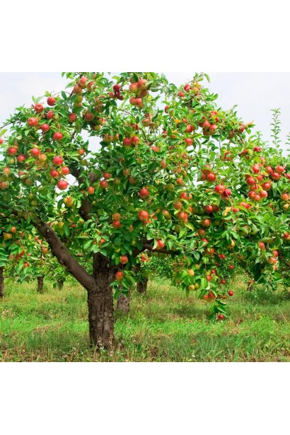 Лигол - отличный выбор для домашних садов и фермерских хозяйств.