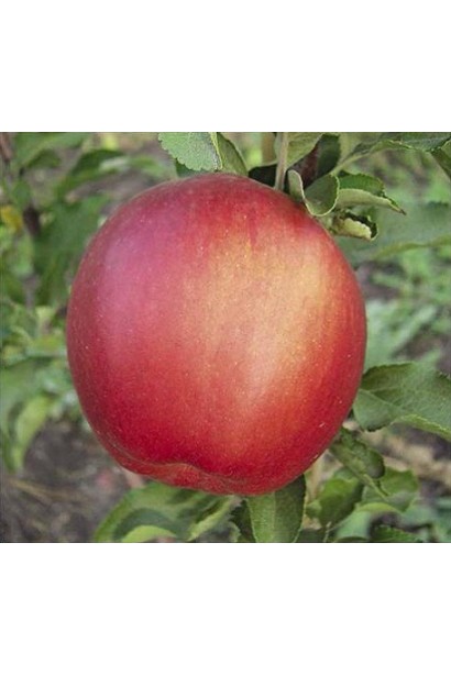 Яблоня Ligol с плотными, ароматными плодами.