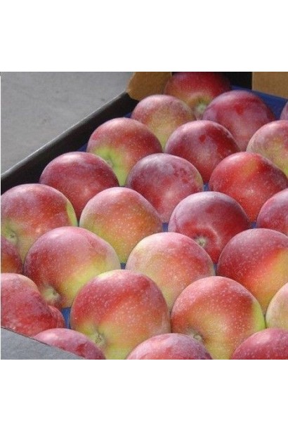 Malus Ligol - идеальные яблоки для хранения и продажи.