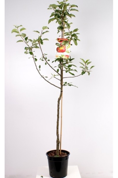 Malus domestica Ligol - сорт для садоводов и профессиональных аграриев.