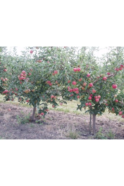 Зимний сорт Лигол с высокой урожайностью.