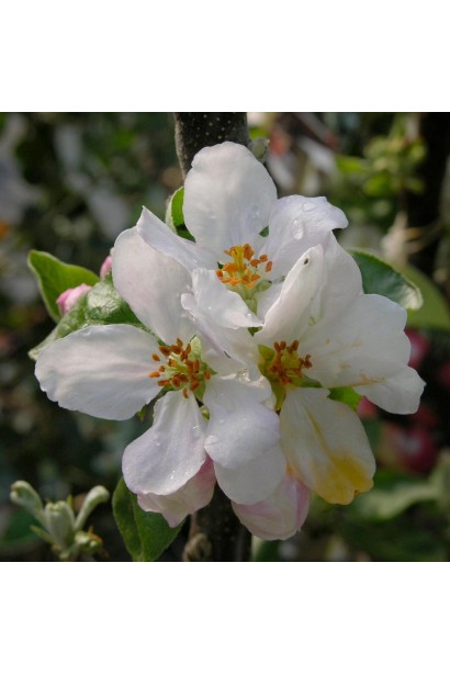 Яблоня домашняя Лигол (зимняя)