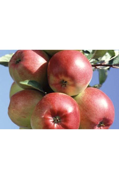 Зимняя яблоня Лигол с крупными красно-зелеными плодами.