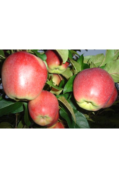 Лигол - зимняя яблоня с крупными округлыми плодами.