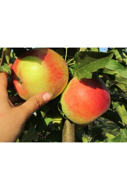 Malus domestica Ligol