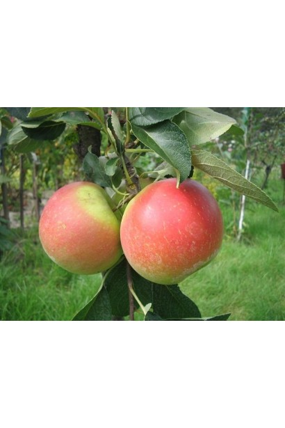 Зимняя яблоня Лигол - большой урожай и превосходное качество.