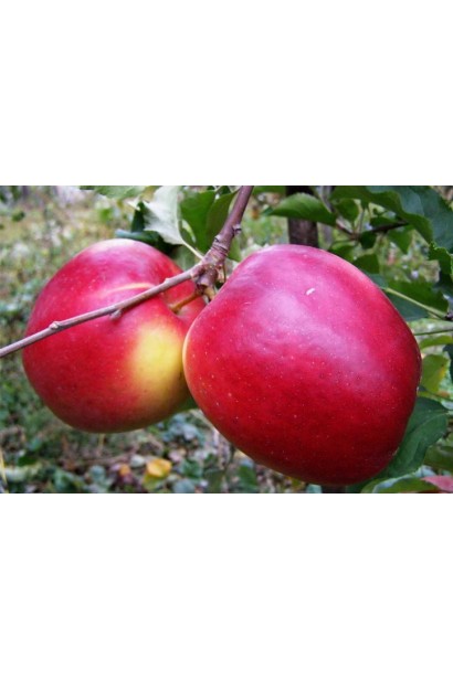 Malus domestica Ligol - сочные и ароматные яблоки.