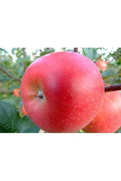 Яблоня Лигол с твердой мякотью и сладким вкусом.