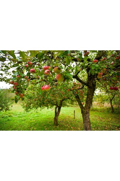 Сорт Мутсу — популярний серед садівників завдяки універсальності плодів.