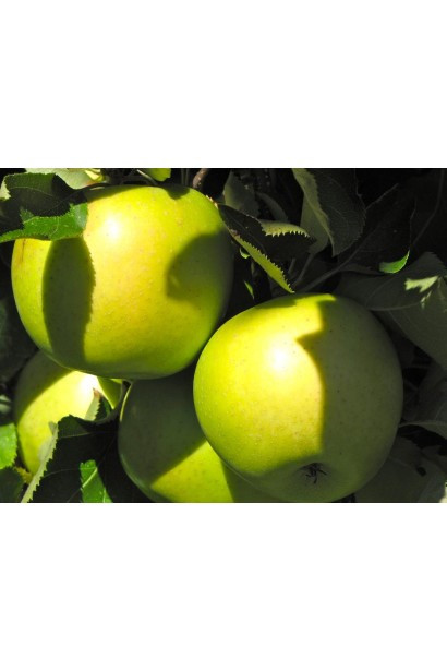 Яблуня Мутсу для саду, продажу і свіжого споживання.