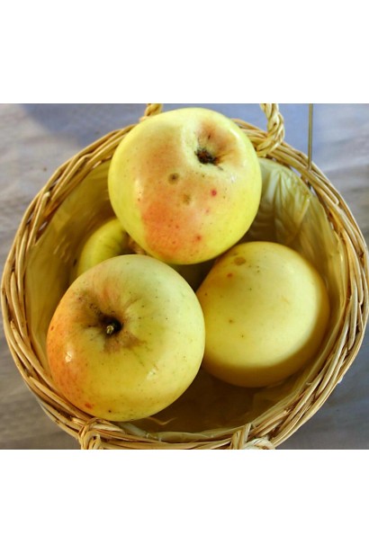 Зимовий сорт Мутсу з високою врожайністю і тривалим зберіганням.