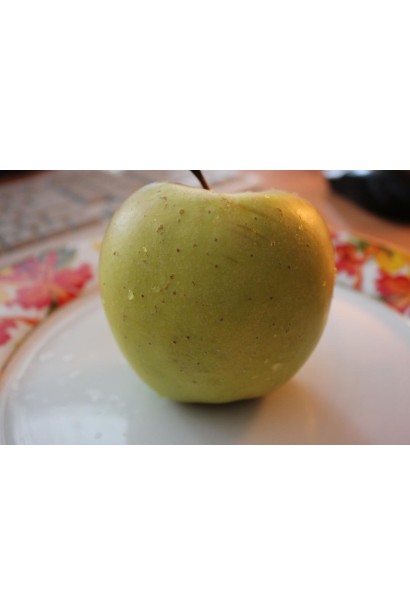 Зимова яблуня Мутсу із золотисто-зеленими великими плодами.