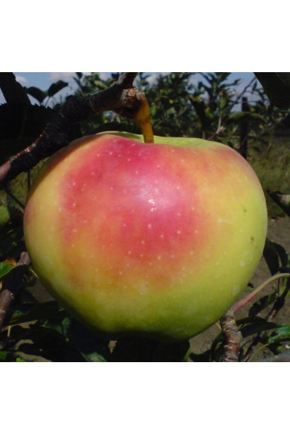 Malus domestica Mutsu — соковиті яблука з легким кисло-солодким смаком.