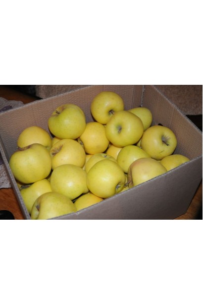 Зимова яблуня Мутсу з великими зеленувато-жовтими плодами.