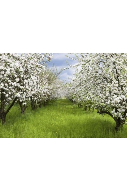 Яблуня домашня Пінова в саду