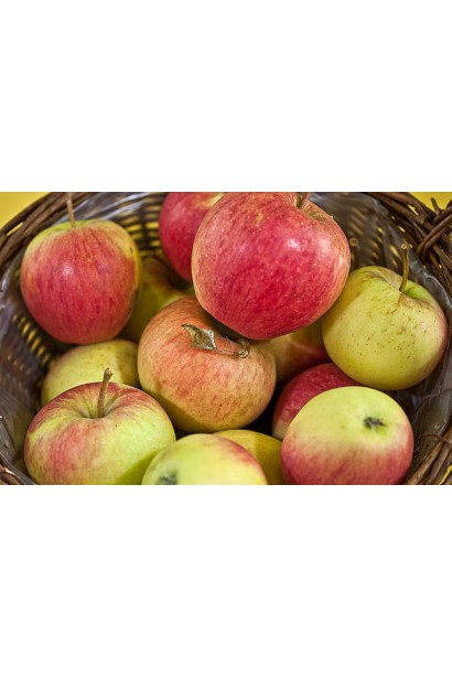 Malus domestica Pinova — соковиті яблука для тривалого зберігання.