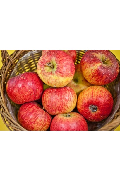 Яблуня Пінова з ароматними плодами і яскраво-червоним рум’янцем.