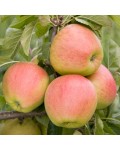 Яблуня домашня Пінова (пізня) | Яблоня домашняя Пинова (поздняя) | Malus domestica Pinova
