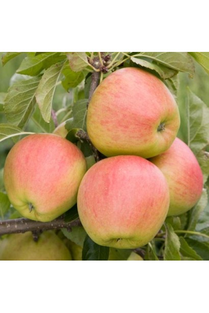 Пізній сорт яблук Пінова з насиченим солодким смаком.