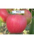 Яблоня домашняя Пинова (поздняя) | Яблуня домашня Пінова (пізня) | Malus domestica Pinova