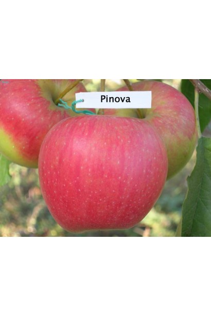 Malus domestica Pinova — пізній сорт яблук із збалансованим смаком.