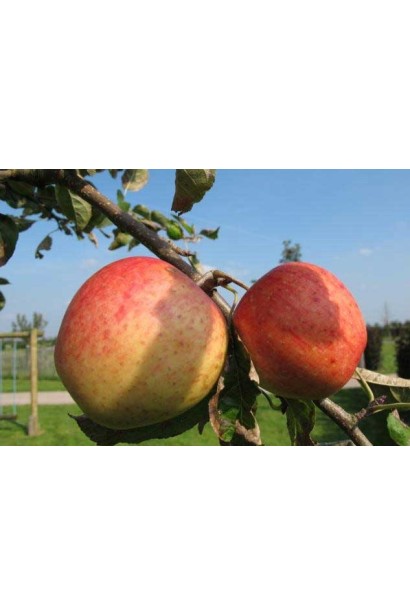 Яблуня Пінова з щільними плодами та насиченим ароматом.