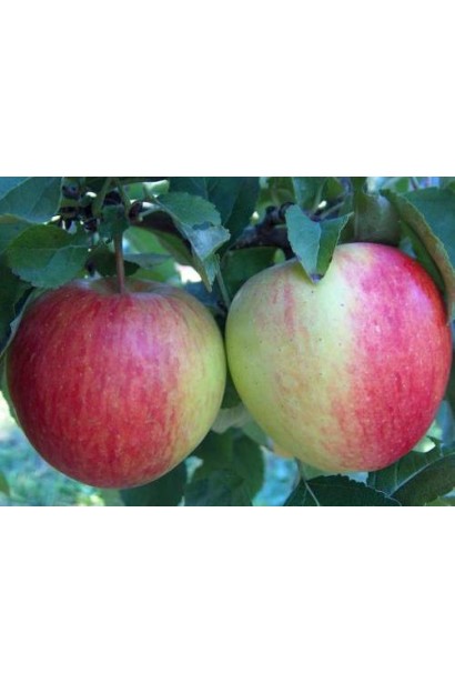 Malus Pinova — сорт яблук із високою врожайністю та відмінним смаком.