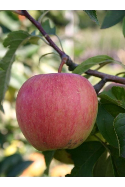 Malus domestica Pinova