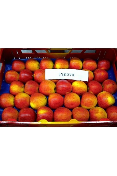 Яблуня Пінова з довготривалим зберіганням та яскравим рум’янцем.