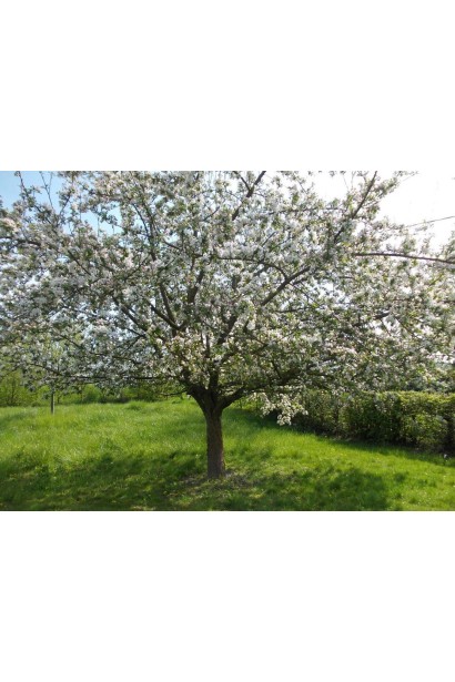 Яблоня домашняя Рубин-Стар (осенняя)