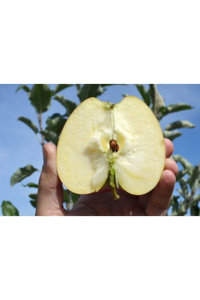 Malus domestica Rubin-Star