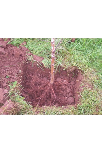 Яблоня домашняя Рубин-Стар посадка с голым корнем