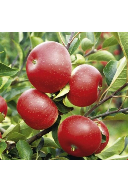 Рубин-Стар - осенний сорт яблок с красной кожурой.