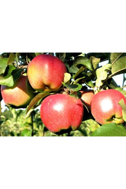 Malus domestica Rubin-Star - сочные яблоки с насыщенным вкусом.