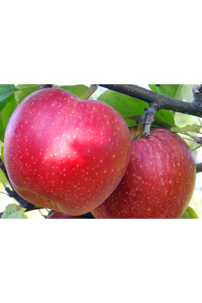 Яблоки Рубин-Стар с ярко-красной окраской.