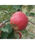 Яблоня домашняя Рубин-Стар (осенняя) | Яблуня домашня Рубін-Стар (осіння) | Malus domestica Rubin-Star