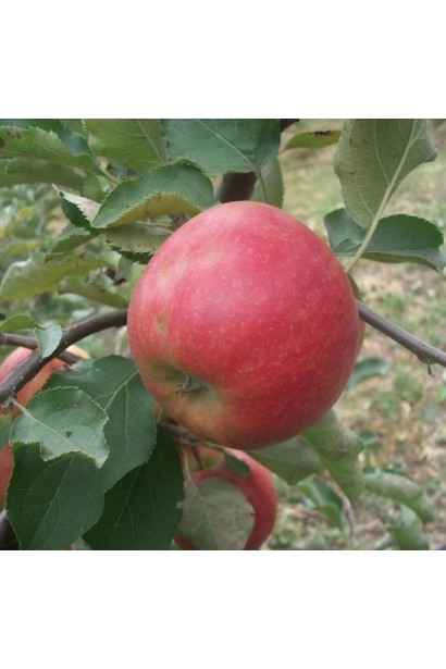 Malus domestica Rubin-Star