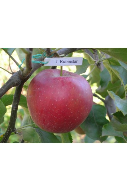 Rubin-Star - яблоки с насыщенным ароматом и высокой урожайностью.