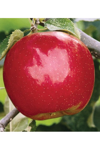 Яблоня домашняя Рубин-Стар (осенняя)