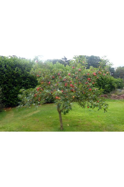 Slava Pobeditelyam - любимый поздний сорт для садоводов.