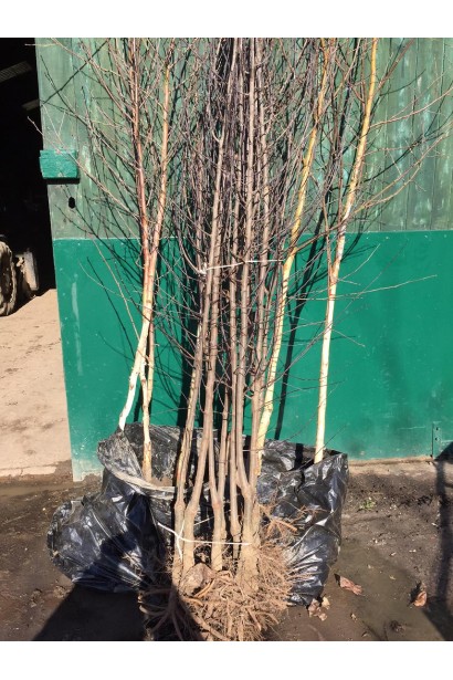 Яблоня домашняя Слава Победителям (поздняя) 