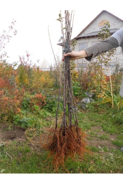  Malus domestica Slava Pobeditelyam