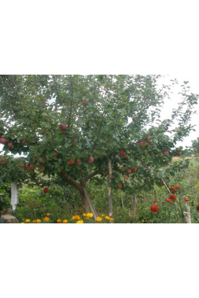  Malus domestica Slava Pobeditelyam