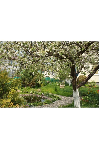 Яблоня домашняя Слава Победителям (поздняя)