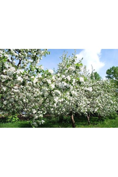 Malus Slava Pobeditelyam - поздняя яблоня с превосходным вкусом.